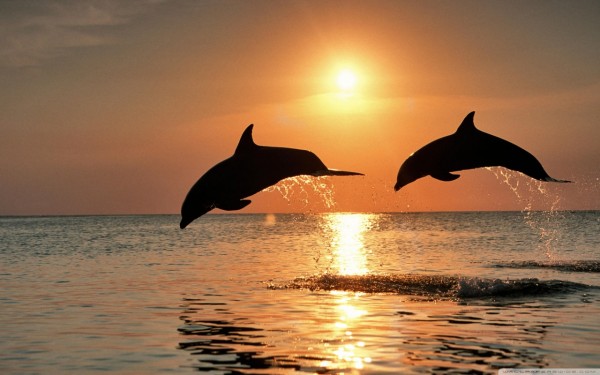 bottlenose_dolphin_jumping_at_sunset_caribbean_honduras