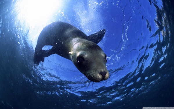 california_sealion-