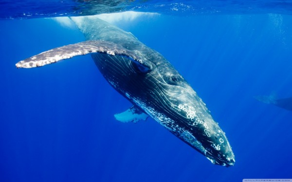 humpback_whale