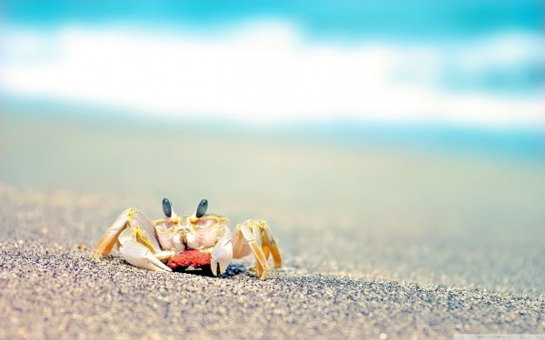 lonely_crab-