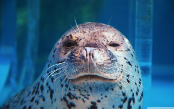 spotted_seal_winking-